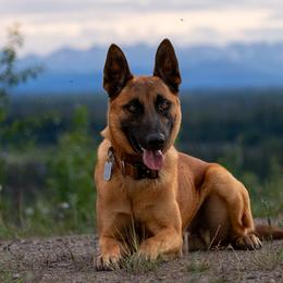 Pattern - Belgian Malinois