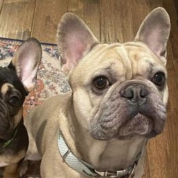 Luca - French Bulldog