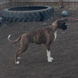 Boxer All Grown Up from Rorschach Boxers