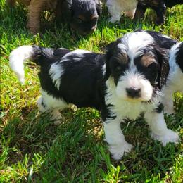 Valentine - Black and white male Cavapoo puppy in Auburn, California from Gold Country Doodles