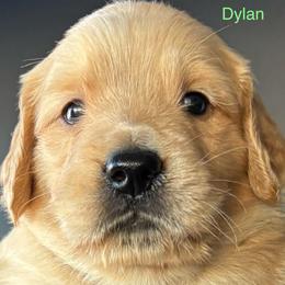 Dylan - Golden male Golden Retriever puppy in Vail, Arizona from Retrievers Gold AZ