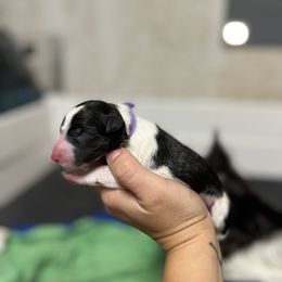 Astra - Border Collie puppy in Huntington, Indiana from Botanical Border Collies