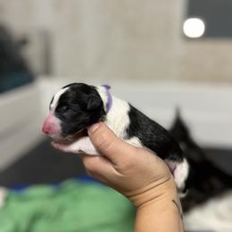 Astra - Border Collie puppy in Huntington, Indiana from Botanical Border Collies