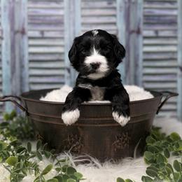 Tungsten - Black and chalk male Australian Labradoodle puppy in Brush Prairie, Washington from Fancy Pants Labradoodles