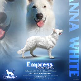 Vanna - German Shepherd