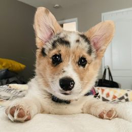 American Corgis and Pembroke Welsh Corgis from Running M Sunrise Ranch