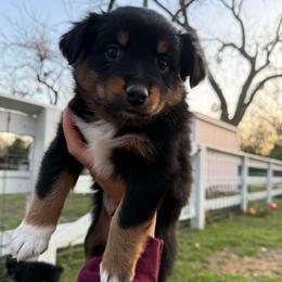 Boy 2 - male Miniature Australian Shepherd puppy in Waxahachie, Texas from Forever Holmes Aussies