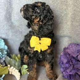 Cavapoo Puppies from AZ Cavapoos