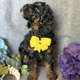 Cavapoo Puppies from AZ Cavapoos