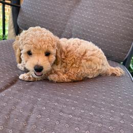 J.R. Junior - Apricot male Poodle puppy in Buffalo, New York from Babbling Clear Brook Puppies