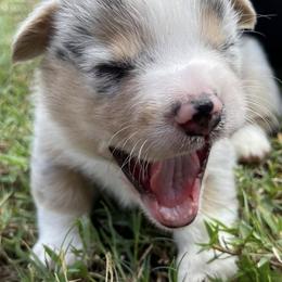 American Corgis and Pembroke Welsh Corgis from Shining J Corgis