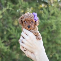 Girl 3 - female Goldendoodle puppy in Seymour, Missouri from Grace Acres Puppies