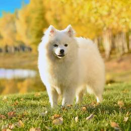 Blitzy - American Eskimo Dog