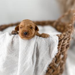 Hattie's Last Chapter- Bookmark - Apricot male Goldendoodle puppy in Russell Springs, Kentucky from Milk & Honey Doodles