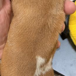 Dachshund Puppies from Witchy Woman’s Wiener’s