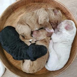 Goldendoodle Puppies from Auburn Hills Doodles & Poodles