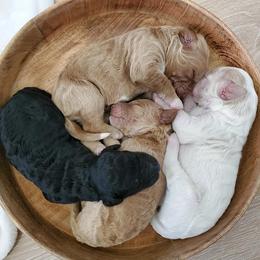 Goldendoodle Puppies from Auburn Hills Doodles & Poodles