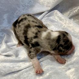 Piper - Blue merle female Australian Shepherd puppy in Mount Vernon, Texas from RJ's Aussie Posse