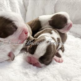Girl 2 - Red female Boston Terrier puppy in George West, Texas from Duke of Earl’s Boston Terriers