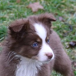 Altoc - Red tri-color female Miniature American Shepherd puppy in Tiskilwa, Illinois from First Harmony Farms