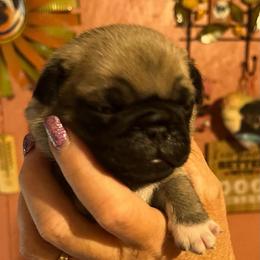 Willie - Fawn male Pug puppy in New Albany, Mississippi from Sherry's Pugs