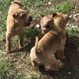 Chinese Shar-Pei puppies from Bilderbear Shar-Pei