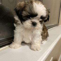 Shih Tzu Puppies from Willow Lane Shih Tzus