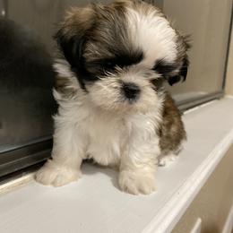 Shih Tzu Puppies from Willow Lane Shih Tzus
