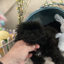 Shih Tzu Puppies from Little Lions West