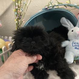 Shih Tzu Puppies from Little Lions West