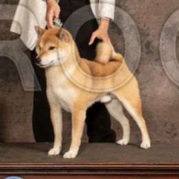 Dusty - Shiba Inu