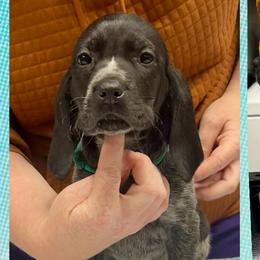 Phoebe - Blue ticked female Bluetick Coonhound puppy in Cherryville, North Carolina from Evenstar-WesRidge Bluetick Hounds