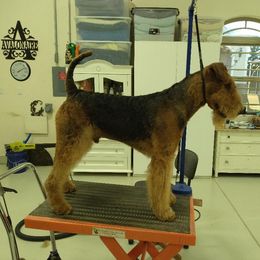 Ash - Airedale Terrier