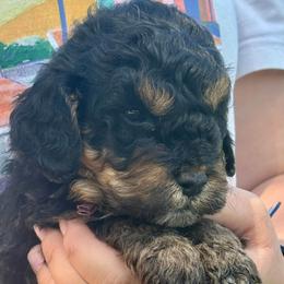 Maroon - Phantom male Goldendoodle puppy in Holland, Michigan from WAG 52nd
