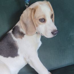 Snoopy - Beagle