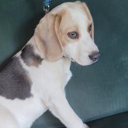 Snoopy - Beagle