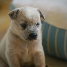 Australian Cattle Dog and Collie Puppies from Blackberry Hills