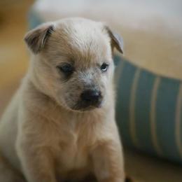Australian Cattle Dog and Collie Puppies from Blackberry Hills