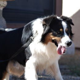 Aussiedoodles, Australian Shepherds, and Poodles from Kay Kay's Pupper Patch