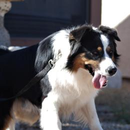 Aussiedoodles, Australian Shepherds, and Poodles from Kay Kay's Pupper Patch