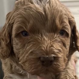 Bernedoodle Puppies from Bernied00dle Love