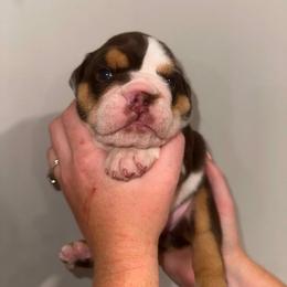 Kisses - Chocolate tri-color female Bulldog puppy in Ranson, West Virginia from EMR’s Bulldogs