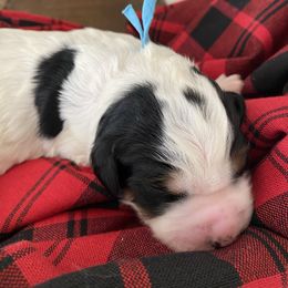 Blue collar - Black and white male Bernedoodle puppy in Millsap, Texas from Gaston’s Posh Poodles and Doodles