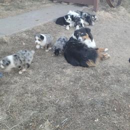 Australian Shepherd Puppies from 4V Aussies