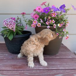 Goldendoodle Puppies from Missoula Family Goldendoodles