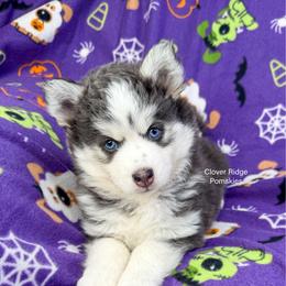 Artesia - Blue female Pomsky puppy in Sheffield, Iowa from Clover Ridge Pomskies