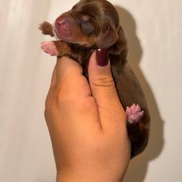 Geo - Chocolate and tan male Dachshund puppy in Conway, Missouri from Ozark Mountain Kennel