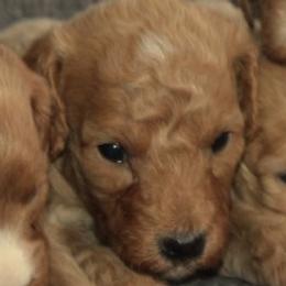 Male 2 - male Cavapoochon puppy in Fredericksburg, Ohio from Timshell Farm Specialty Crossbreed Puppies