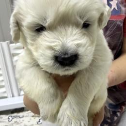 Boy Pick 3 - Light golden male Golden Retriever puppy in Waterloo, Indiana from All 4 Paws of Pheasant Run