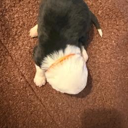 Oliver - Black and white male Old English Sheepdog puppy in Acton, California from Fab OES